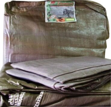 ελαιοπθρακης